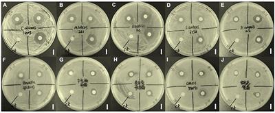 Chemical synthesis and mechanism of a natural product from endolichenic fungus with a broad-spectrum anti microorganism activity